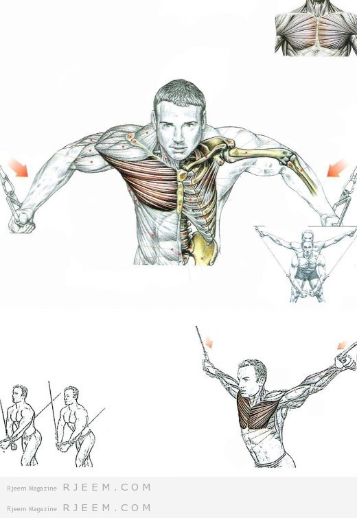 صورة توضيحية للعضلة المستهدفة