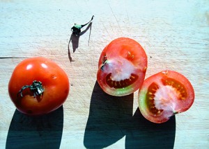 الطماطم تقلل من خطر الاصابة بسرطان البروستاتا بنسبه 20%