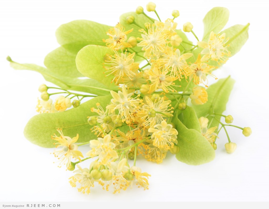 الزيزفون - فوائد نبات الزيزفون الطبيبة 
