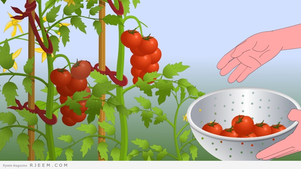 13 فائدة صحية وجمالية للطماطم