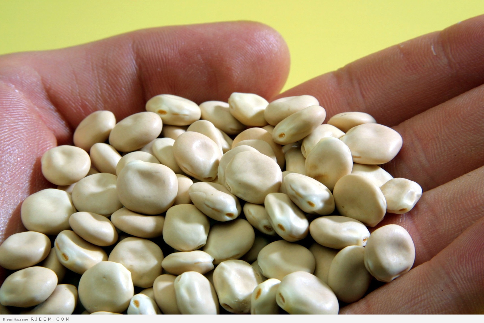 Aus den Samen von Lupinen lässt sich eine cremige Proteinsuspension gewinnen, die sich für die Herstellung fettarmer Wurstwaren eignet.
