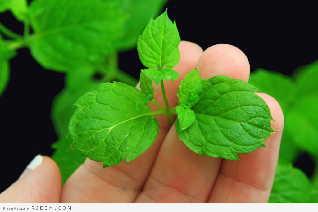 15 فائدة صحية لنبات النعناع