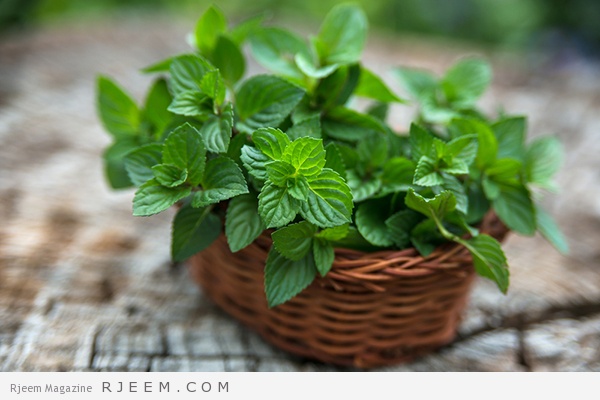 15 فائدة صحية لنبات النعناع