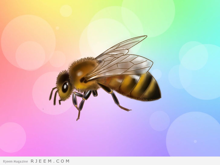 12 فائدة صحية لغذاء ملكة النحل