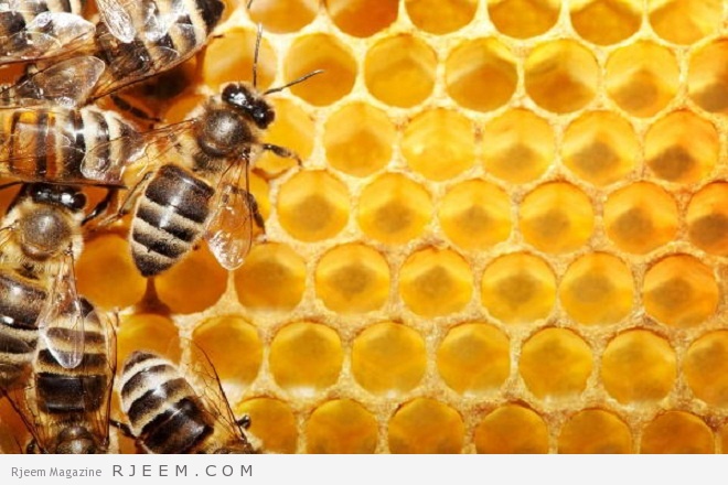6 حقائق حول تناول شمع العسل - مجلة رجيم