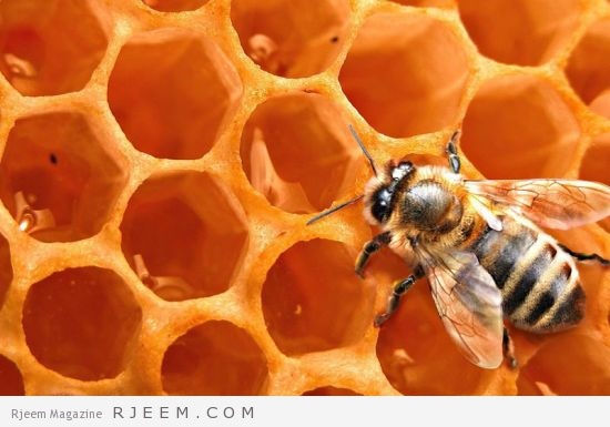 6 حقائق حول تناول شمع العسل