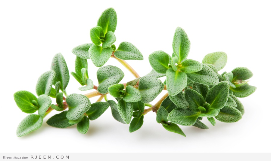 Thyme isolated on white background. Leaves macro