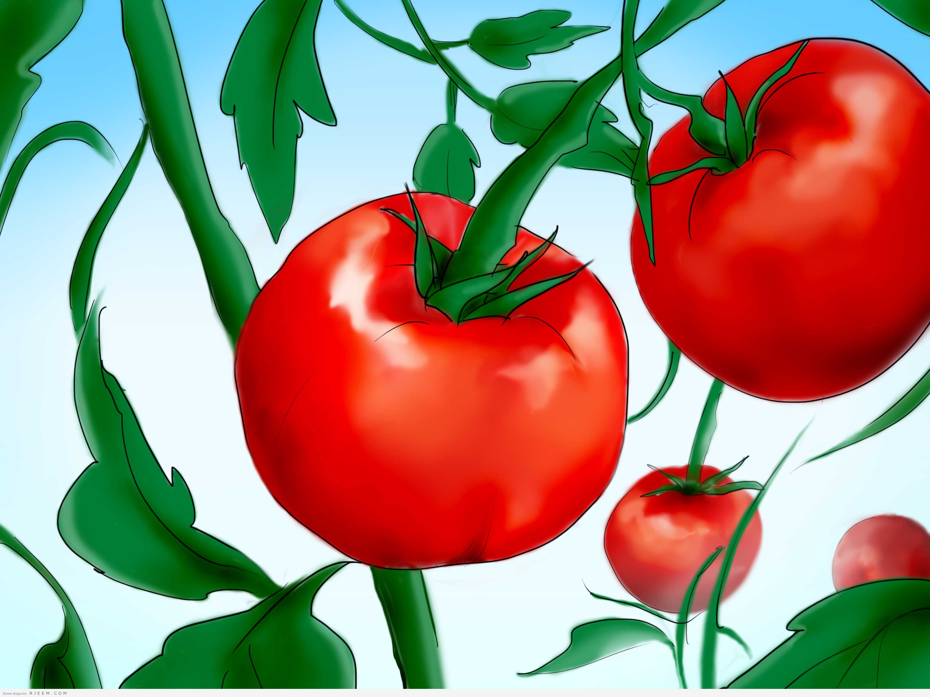 فوائد الطماطم الصحية والجمالية
