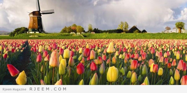 الطواحين الريفية والزهور في هولندا