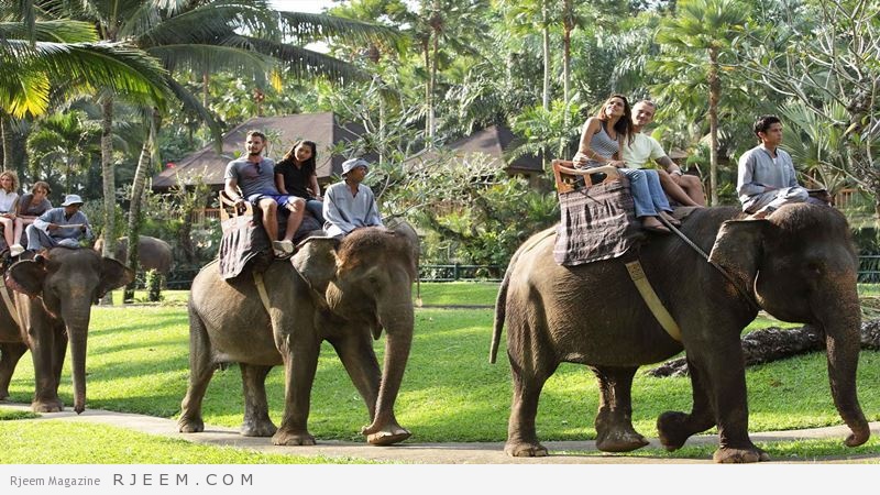السياحة في حديقة سفاري الأفيال في كينتاماني