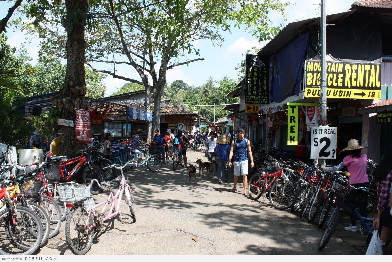 تأجير الدراجات الهوائية في جزيرة بولاو أوبين 