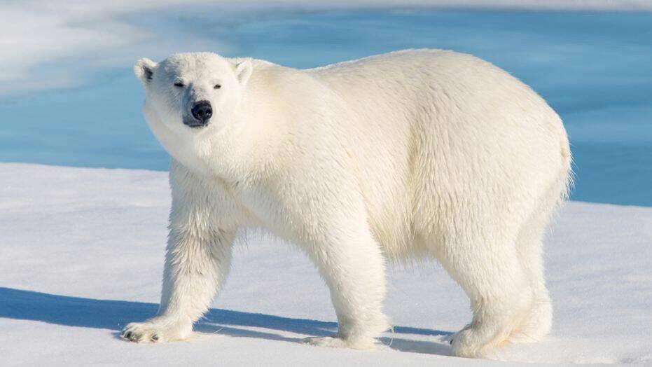 صورة الدب القطبي Polar bear