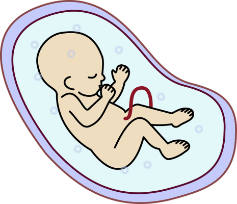 مراحل تكون الجنين في الشهر الاول من الحمل