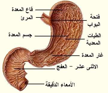stomach2
