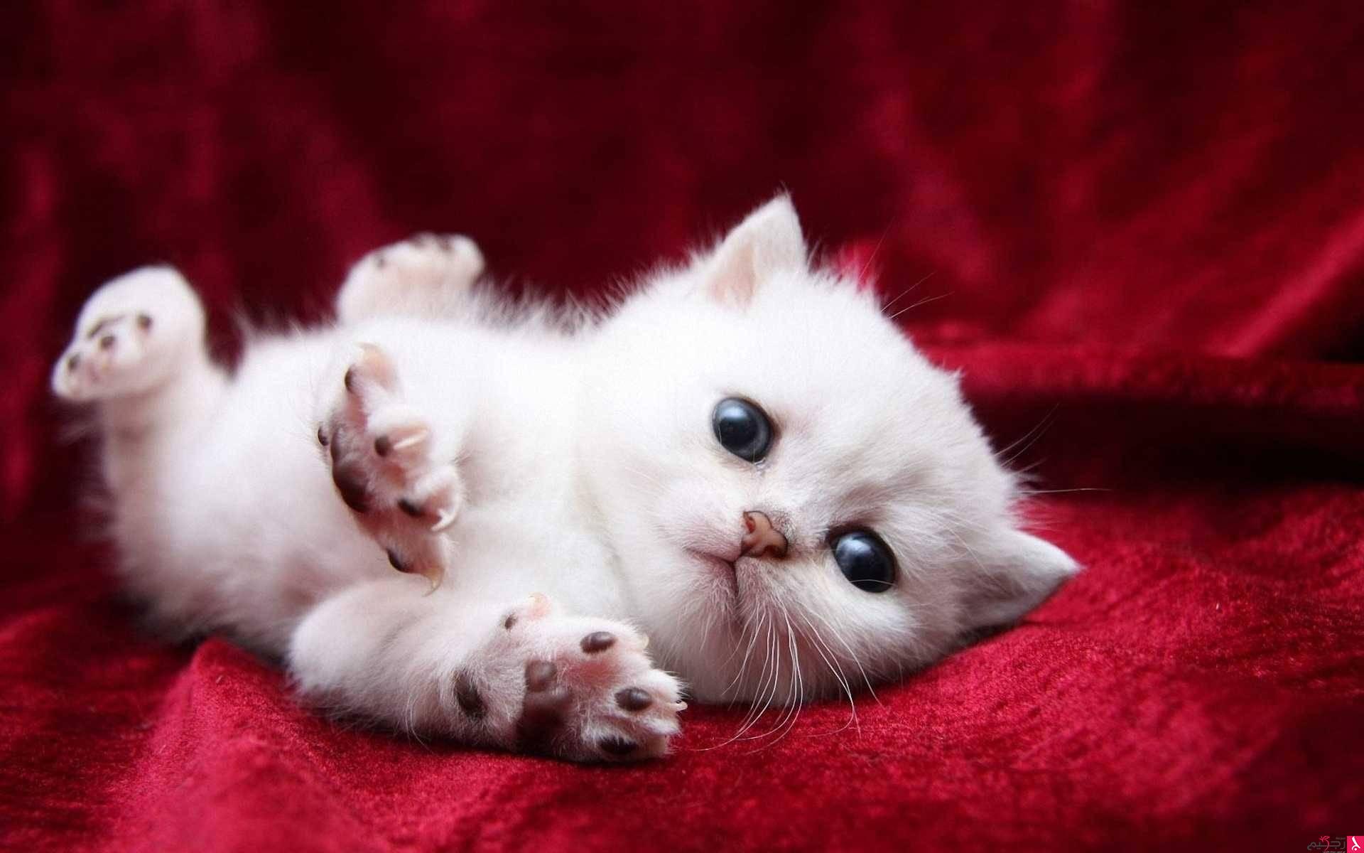  ♥مكتبة صور قـطط♥ - صفحة 63 320600-cats-cute-kitten