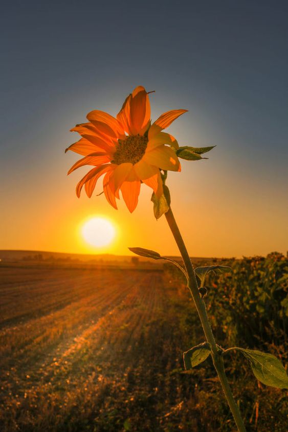 صورة غروب الشمس مع وردة