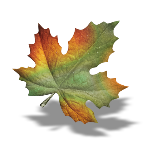 صور اوراق شجر الخريف , صور ورقات شجر الخريف للتصميم , صور اوراق شجر