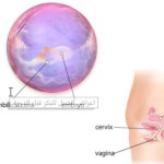 اعراض الحمل للبكر قبل الدورة