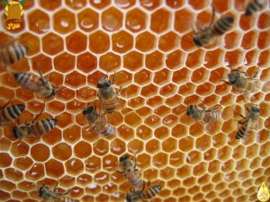 بيوت النحل