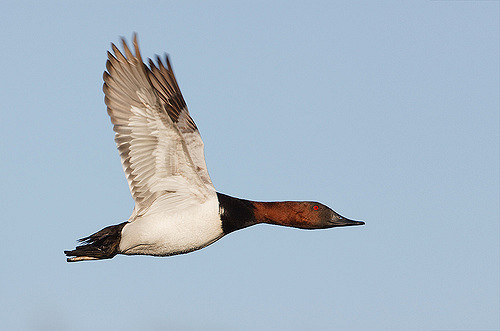Canvasback Duck البطة البرية الأمريكية