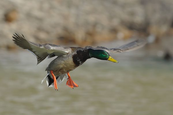 Mallard Duck flies بط الخضيري