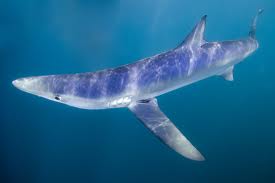 صورة القرش الأزرق