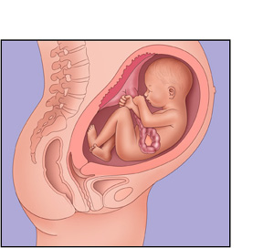 صورة شكل الجنين في الشهر الثامن