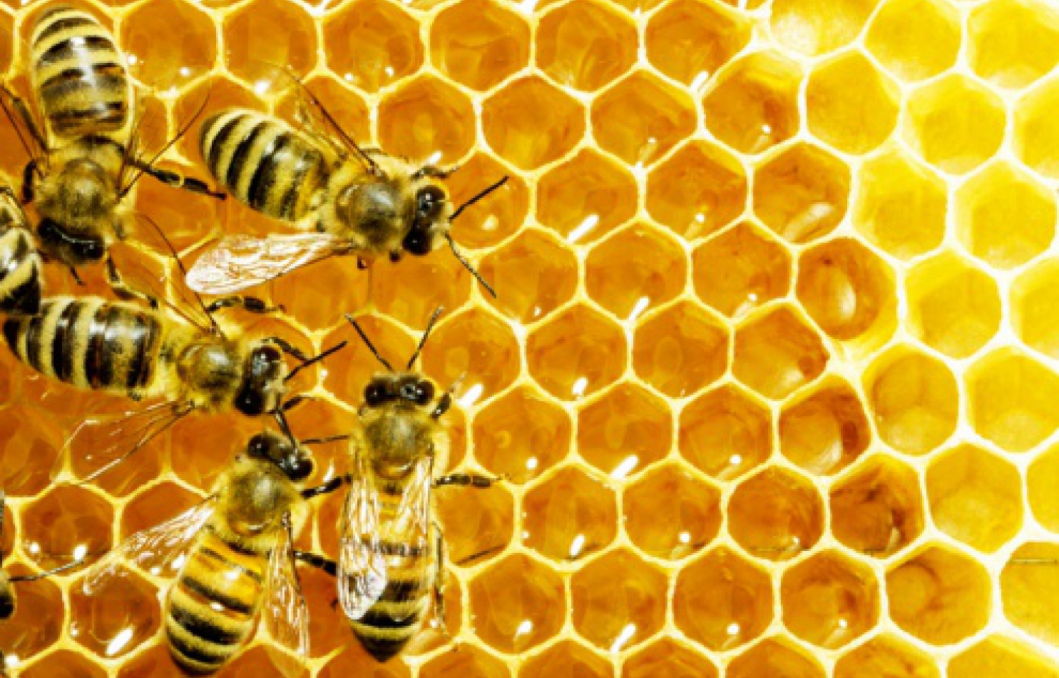 فوائد غذاء ملكات النحل