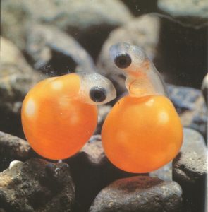 بيض السمك