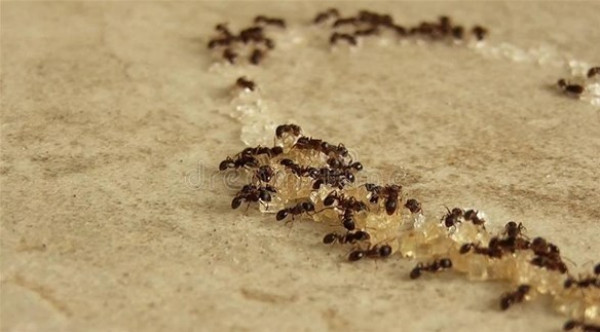 أحدث الطرق للتخلص من النمل في منزلك