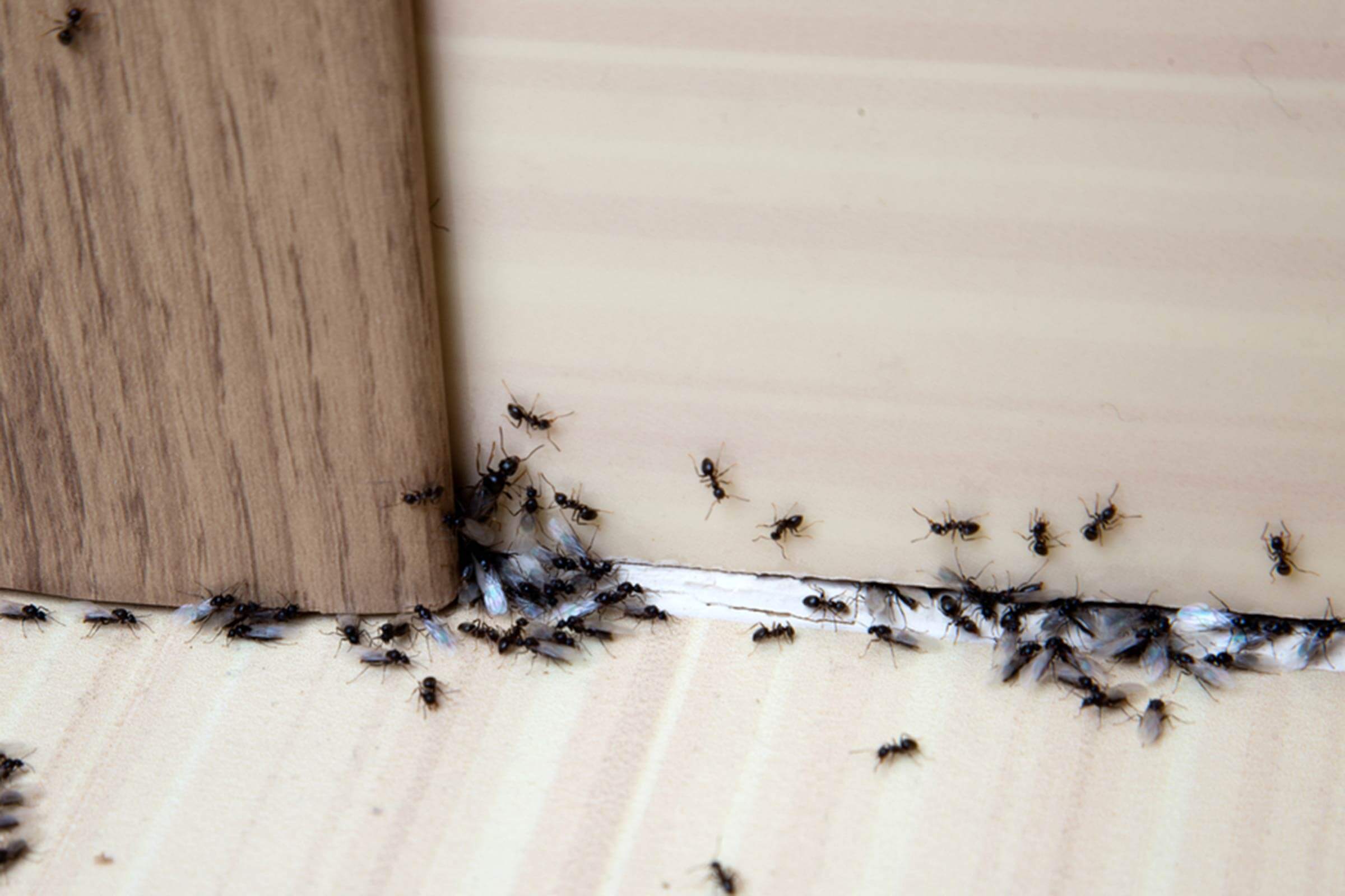 طرق التخلص من النمل