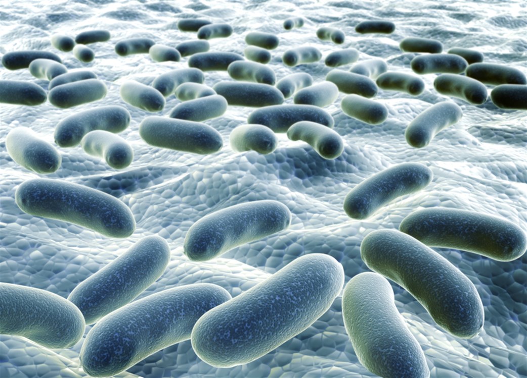 ما هي البكتريا ؟