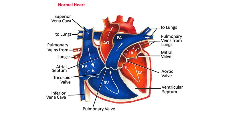 اهم اعراض مرض القلب