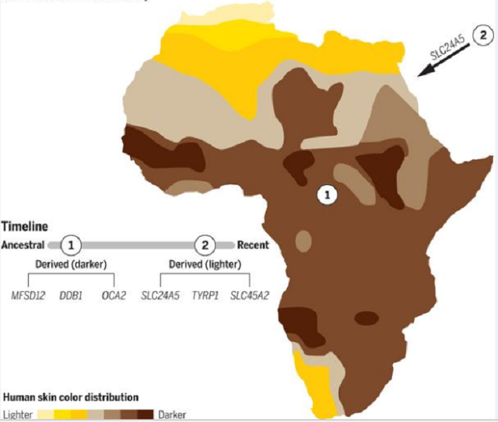 خريطة افريقيا حسب لون البشرة