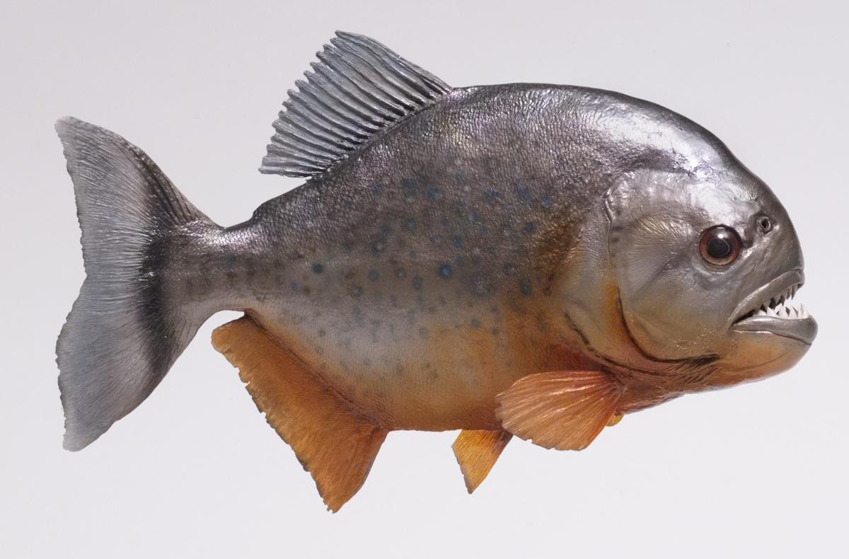 سمكة البيرانا المتوحشة