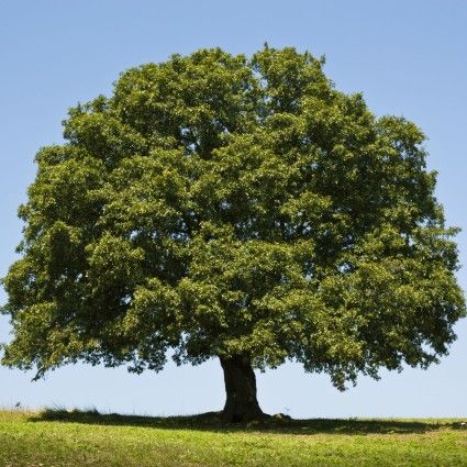 صورة شجرة البلوط السنديان
