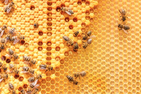 عسل النحل المغشوش