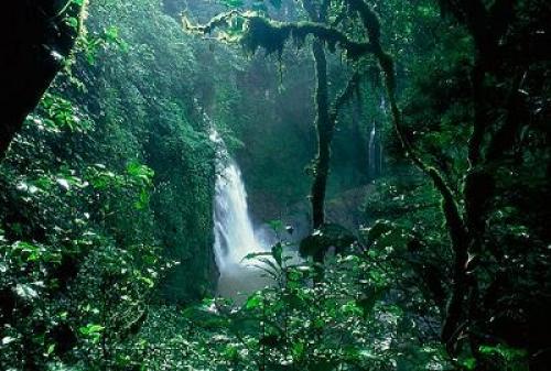 غابات الامازون الممطرة
