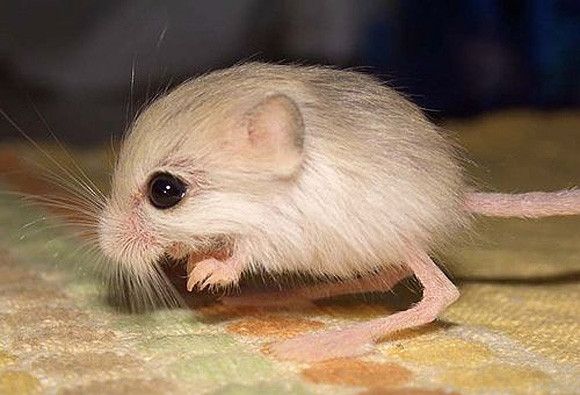 الفأر الكنغري
