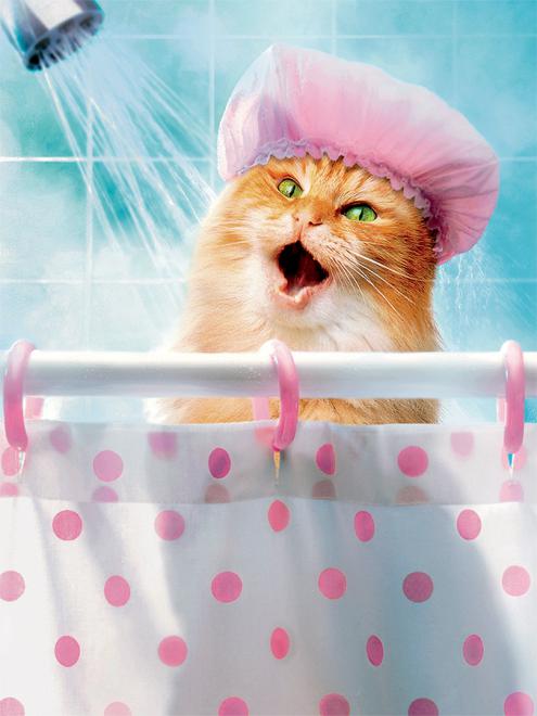 صور استحمام القطط