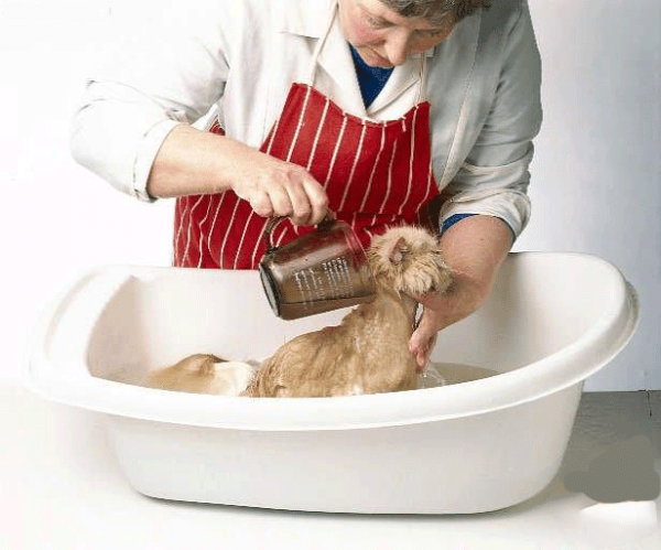 صور طريقة استحمام القطط 3