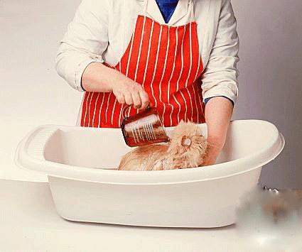 صور طريقة استحمام القطط