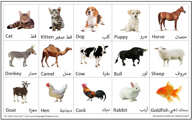اسماء الحيوانات بالانجليزي مع الصور مجلة رجيم