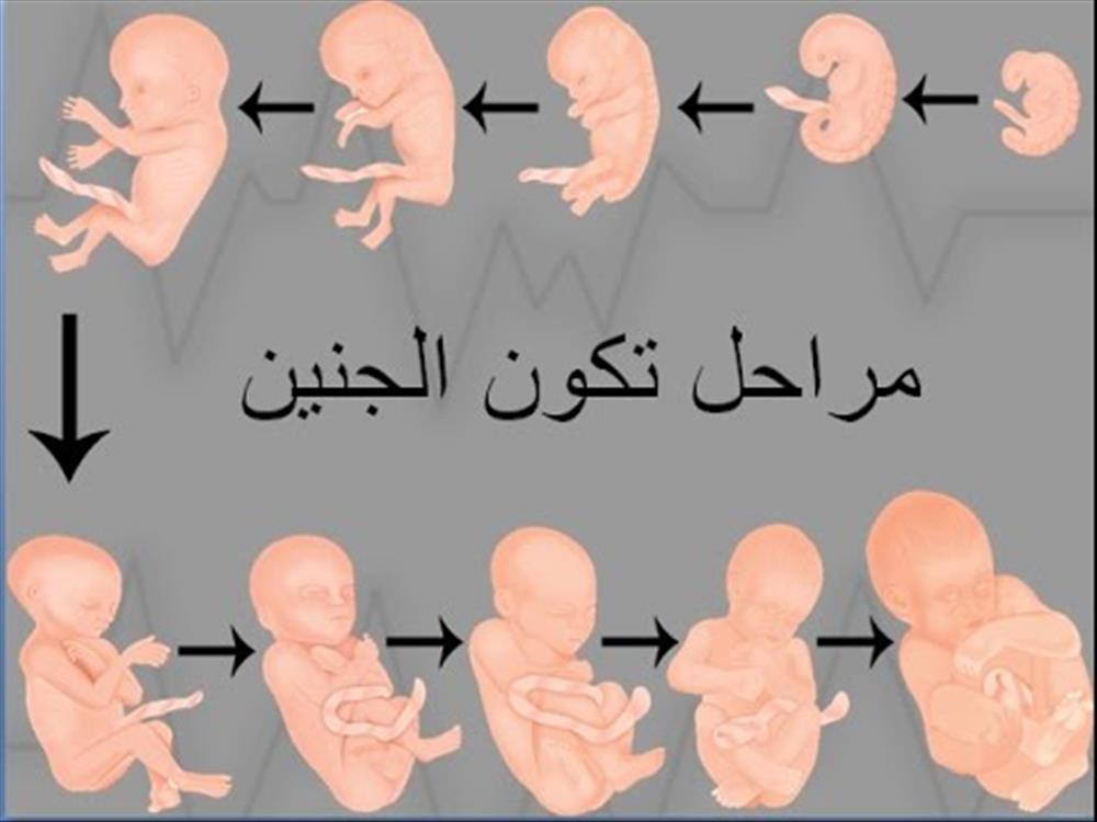 مراحل الحمل