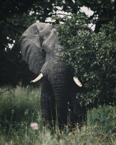 تفسير حلم الفيل في المنام