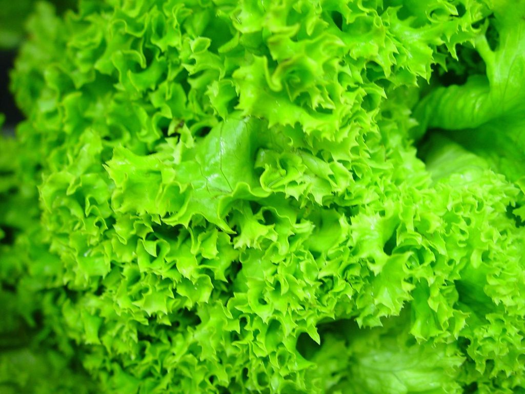 benefits of lettuce
