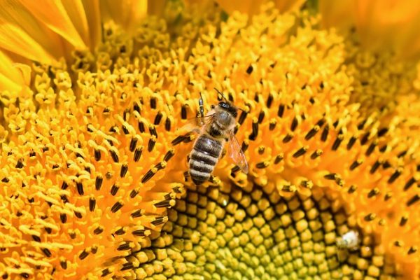 تفسير حلم النحل