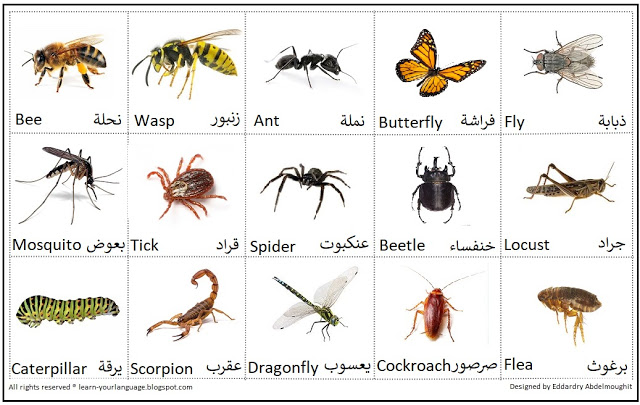 صورة أسماء الحشرات بالانجليزي Insect names in English