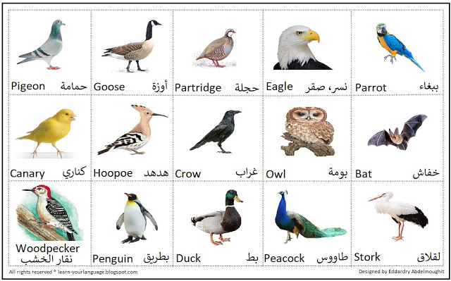 صورة أسماء الطيور بالإنجليزي Name of birds in English