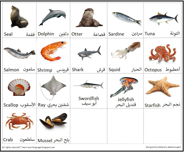 صورة حيوانات وأسماء أسماك البحر
